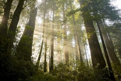 Damnation Creek Trail;sequoia sempervirens;Trunk;Obscured;Haze;Plant;Blue;bark;Foggy;Gray;Branches;Mist;Green;misty;Brown;Redwood National Park;California;Tree Trunk;Trees;White;Redwood;Fog;Branch;Tree;Herbaceous;Del Norte Coast Redwood State Park
